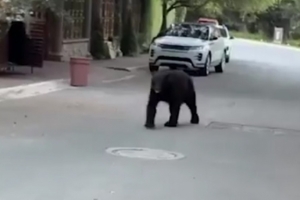 熊出没！太阳报：前马竞前锋科雷亚抱女儿出门，遇到一只熊